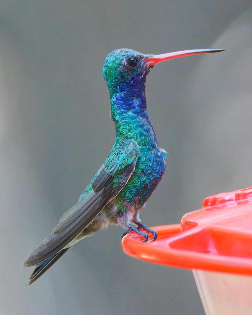 Broad-billed Hummingbird - ML644331313