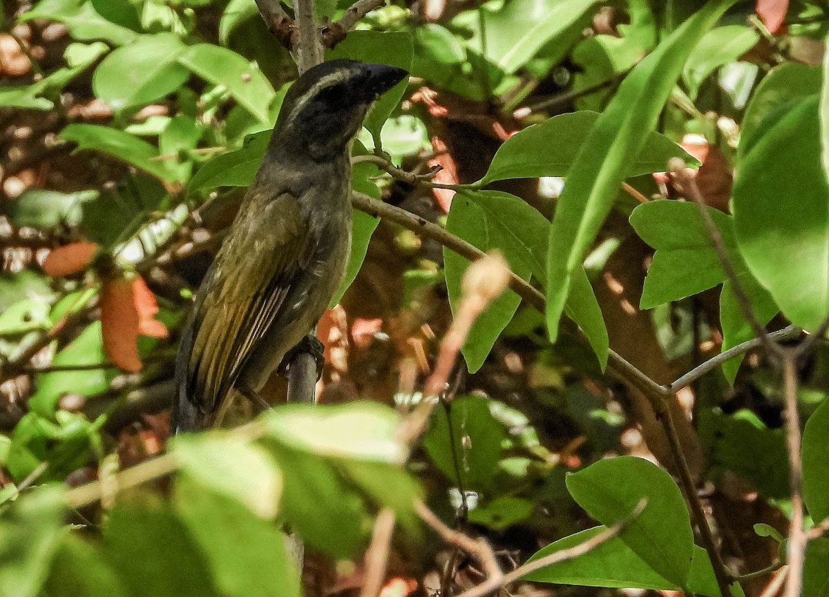 grønnvingesaltator - ML644331318