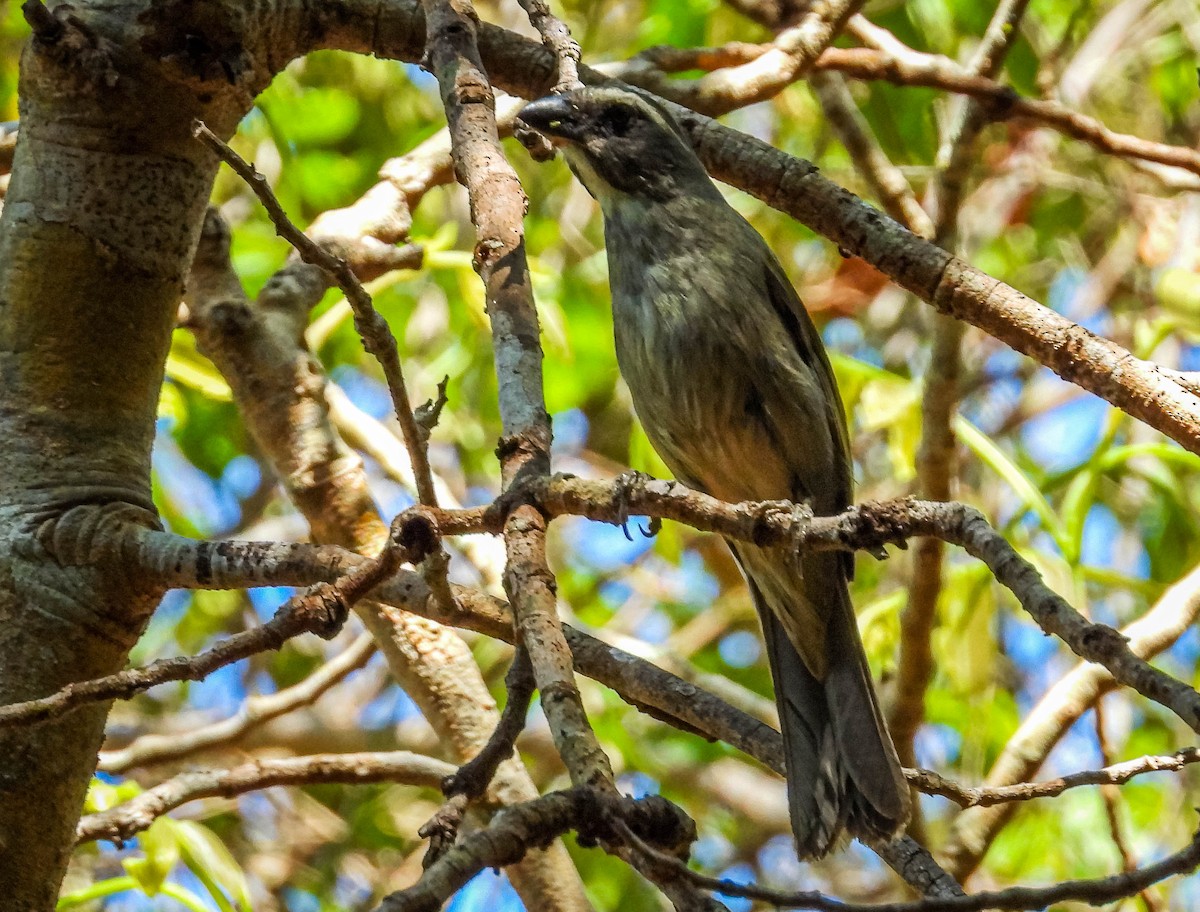 grønnvingesaltator - ML644331319