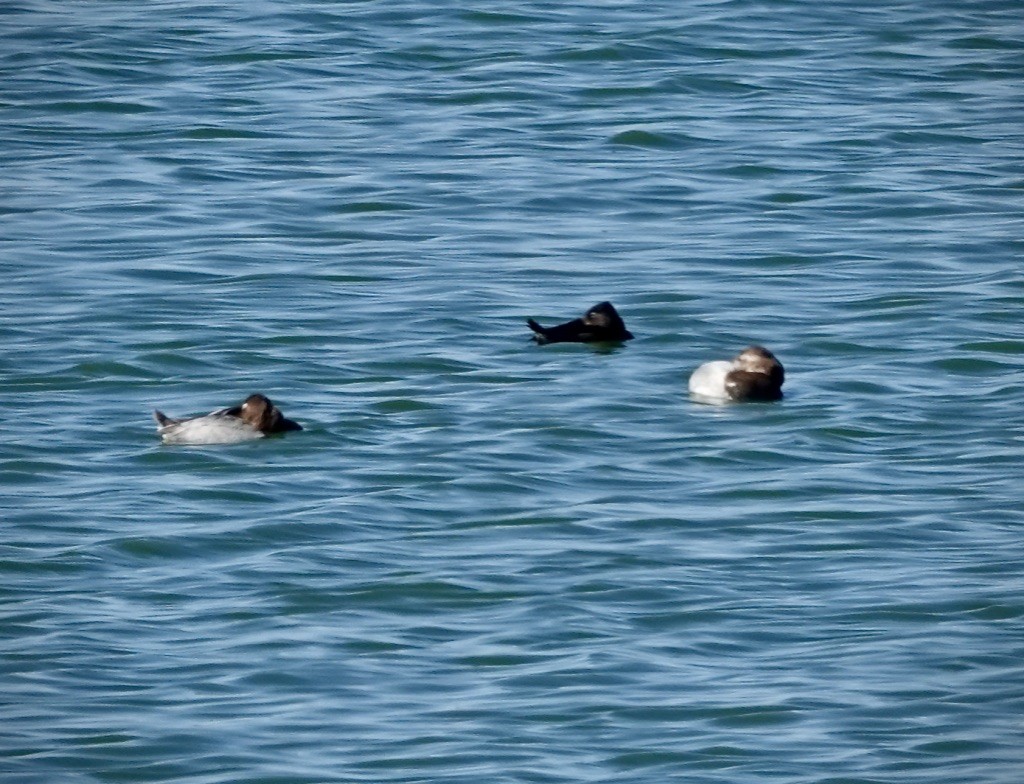 Canvasback - ML644331335