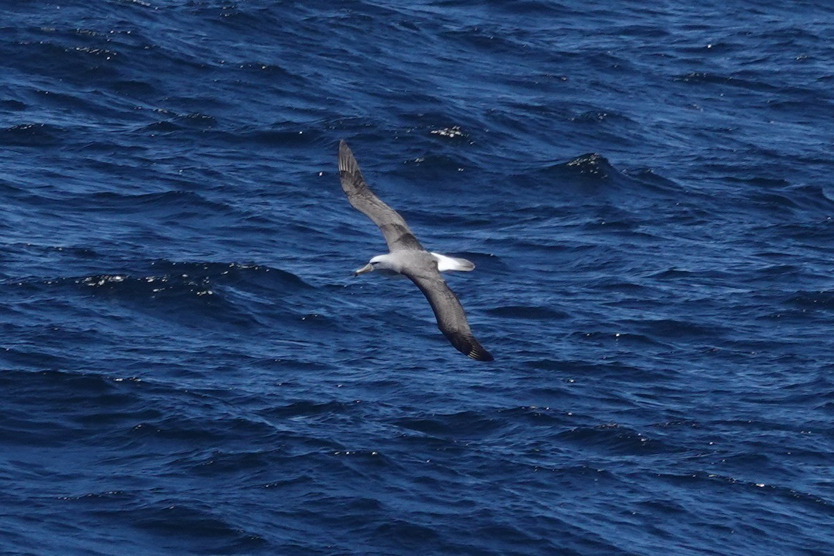 Salvin's Albatross - ML644331339