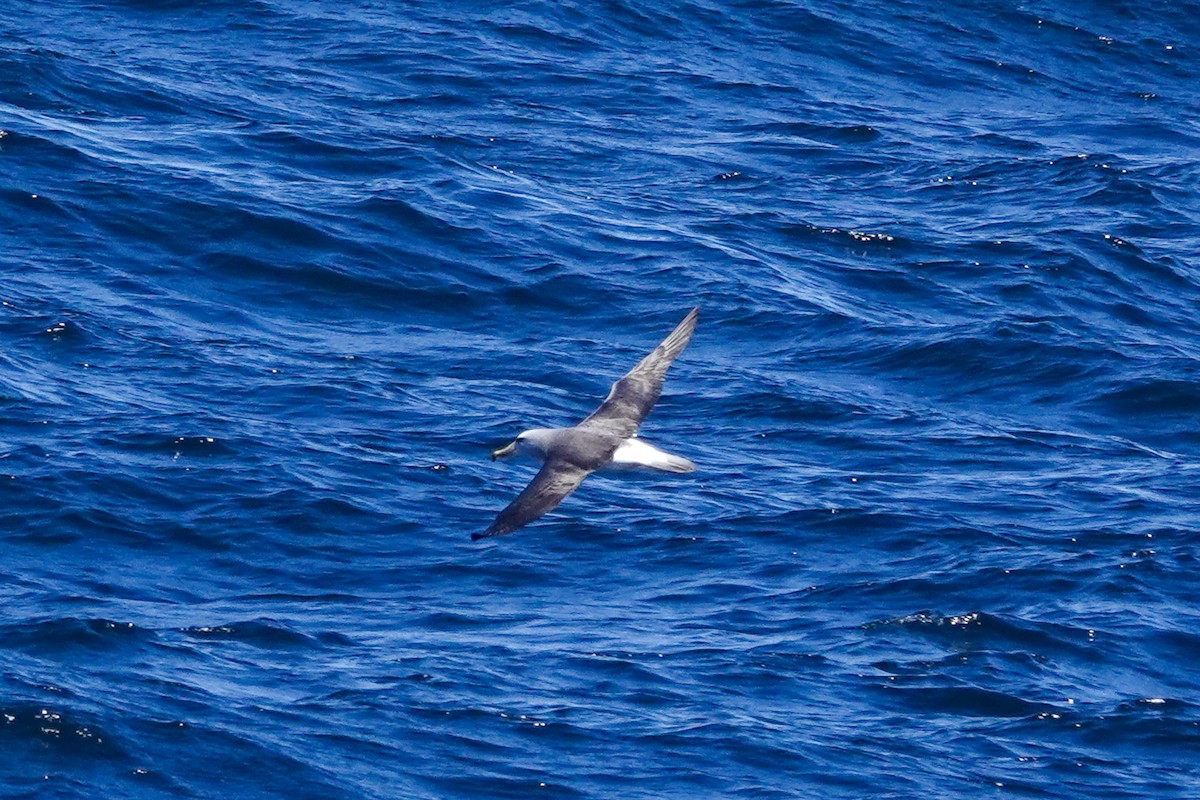 Salvin's Albatross - ML644331340