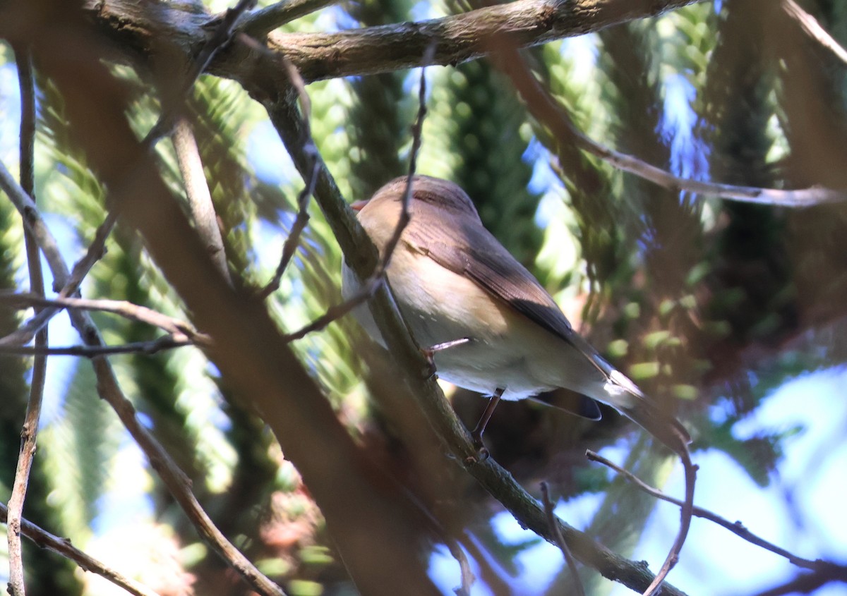Red-breasted Flycatcher - ML644331341
