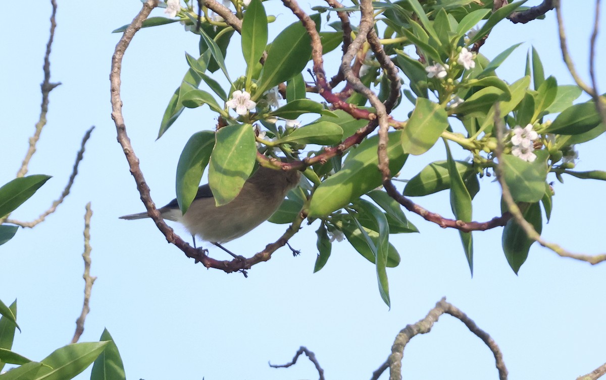 Red-breasted Flycatcher - ML644331342