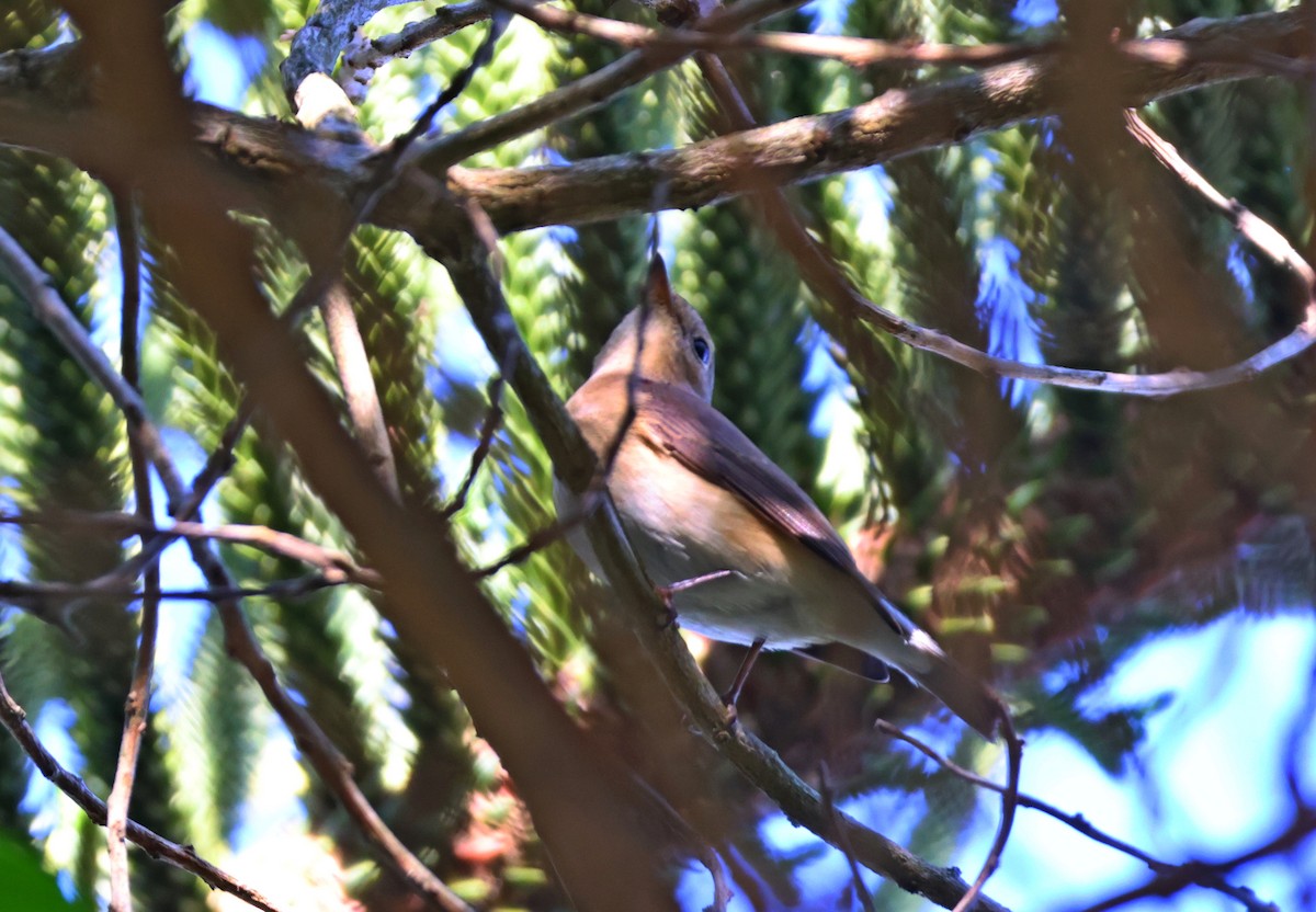 Red-breasted Flycatcher - ML644331343
