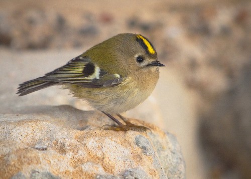 Goldcrest - ML644331351