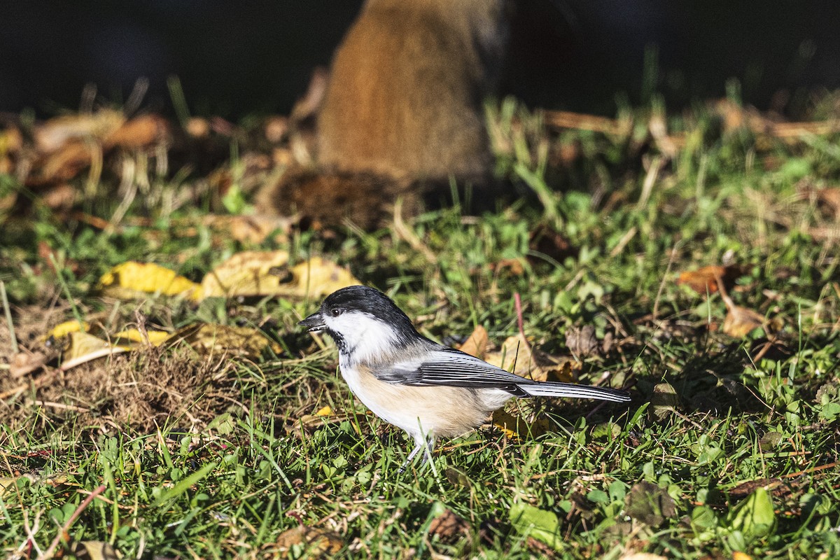 Black-capped Chickadee - ML644331352