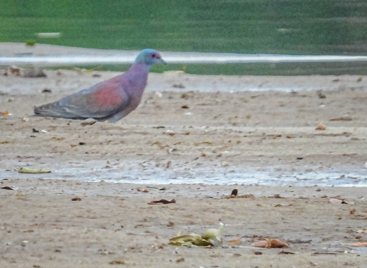 Pale-vented Pigeon - ML644331377