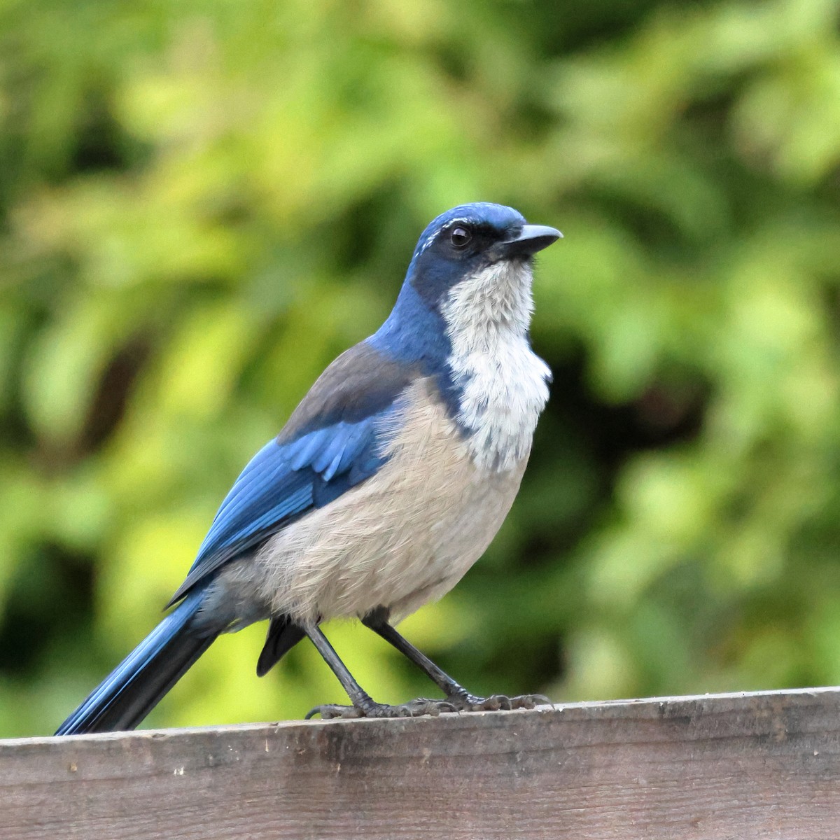 Island Scrub-Jay - ML644331385