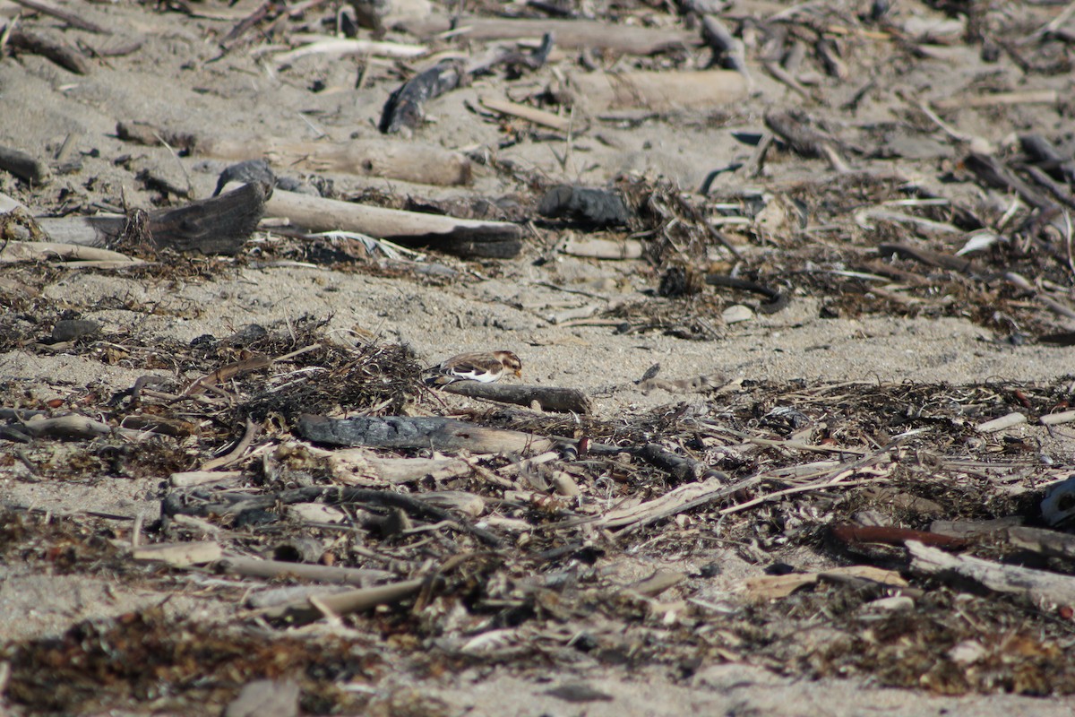 Snow Bunting - Kate Edwards