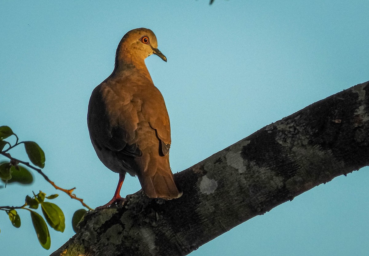 White-tipped Dove - ML644331401