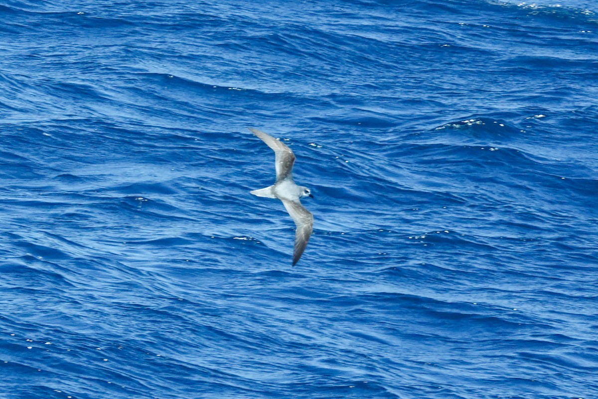 Şili Fırtınakuşu - ML644331405