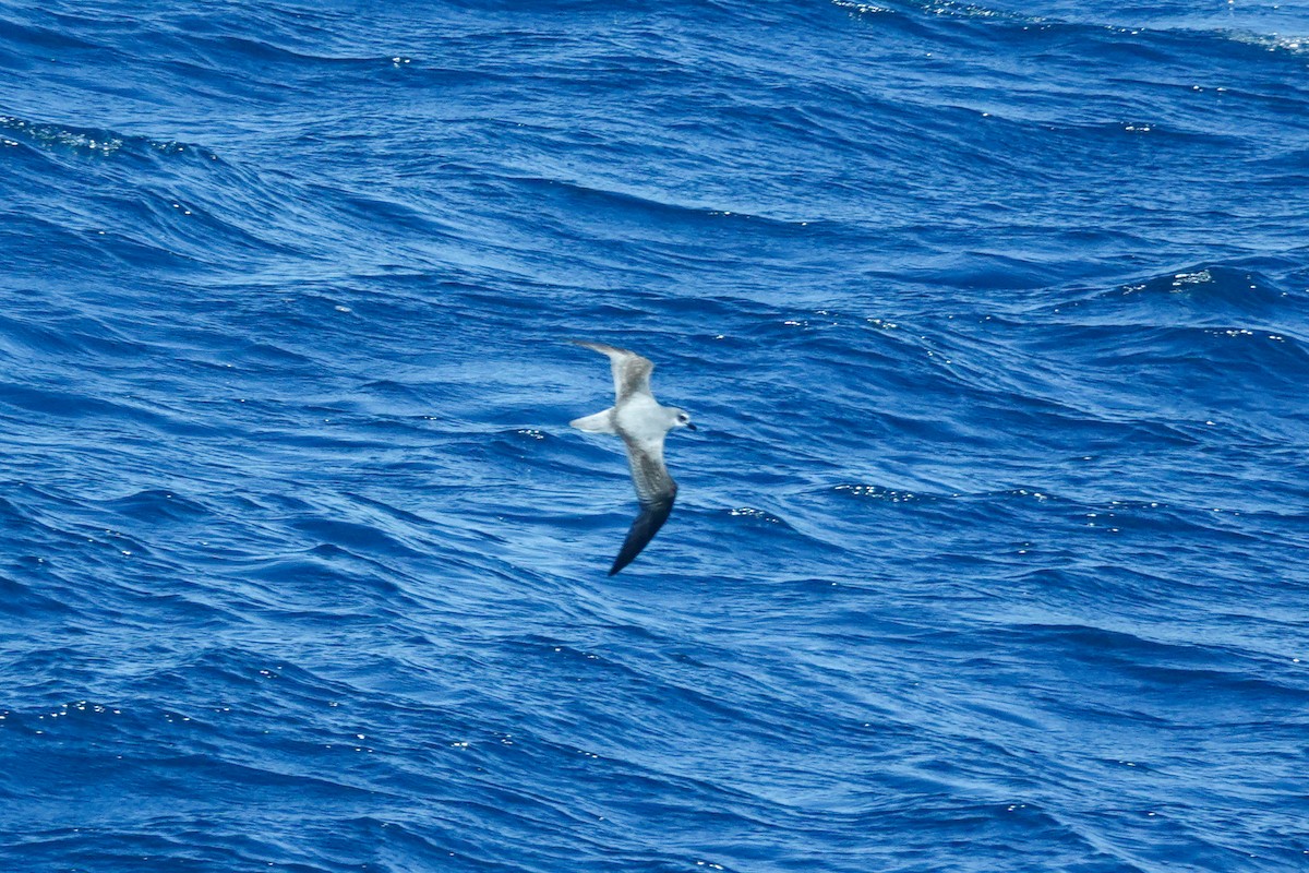 Şili Fırtınakuşu - ML644331406