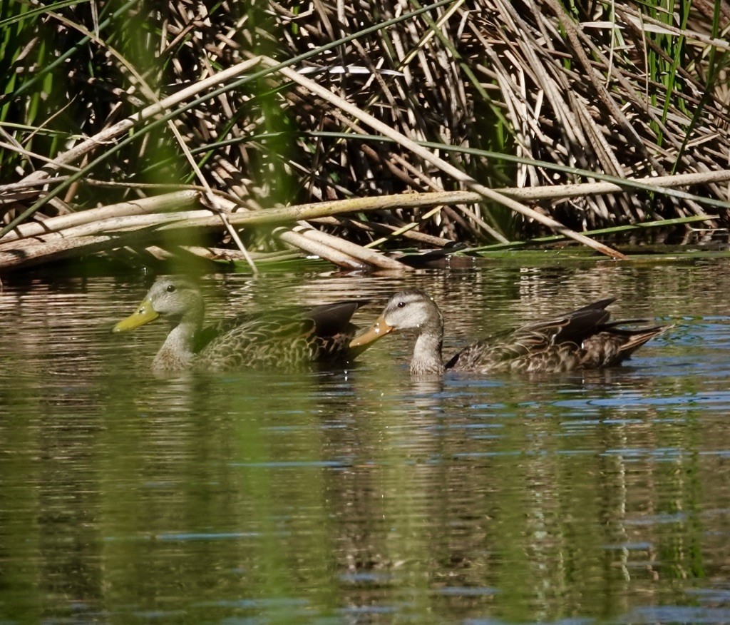 Mexican Duck - ML644331441