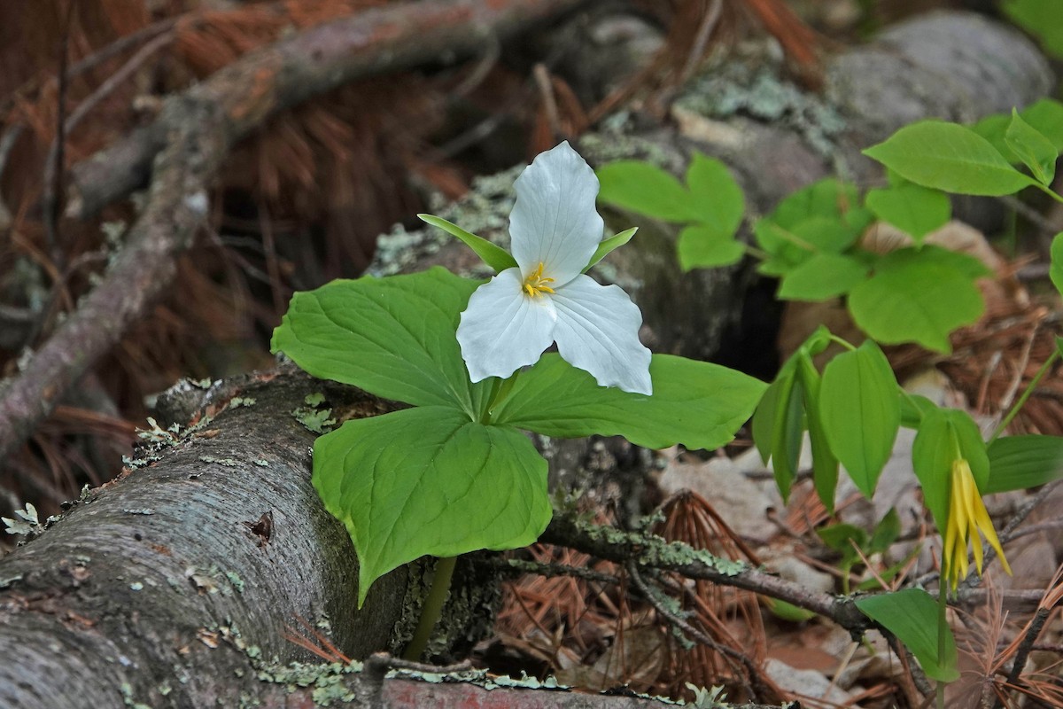 Animals - ML644331448