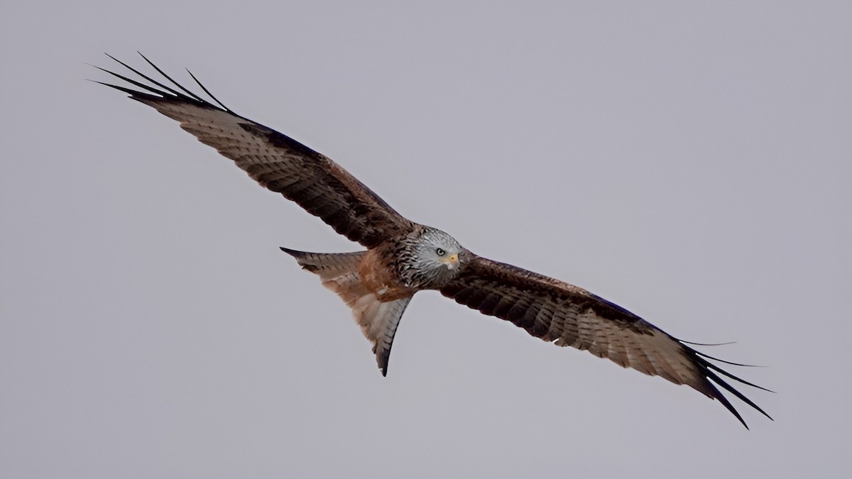 Красный коршун - ML644331453