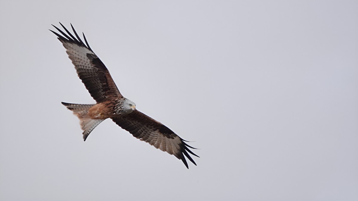 Красный коршун - ML644331454