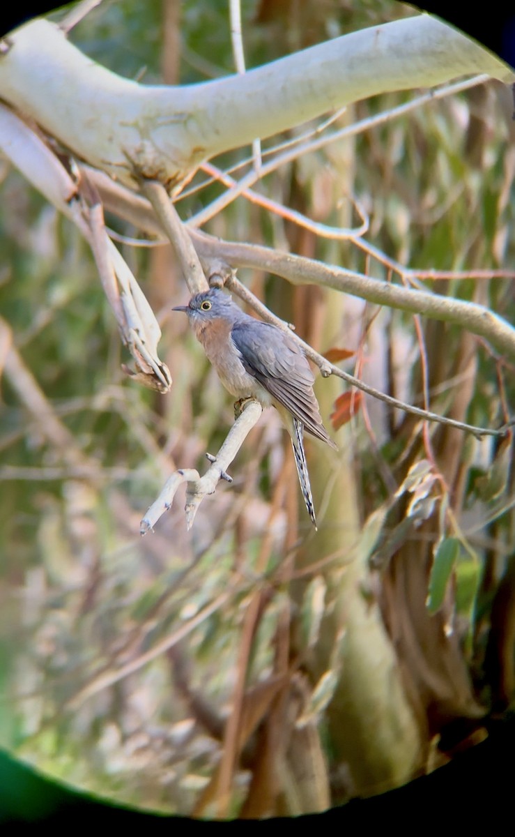 Кукавка віялохвоста - ML644331458