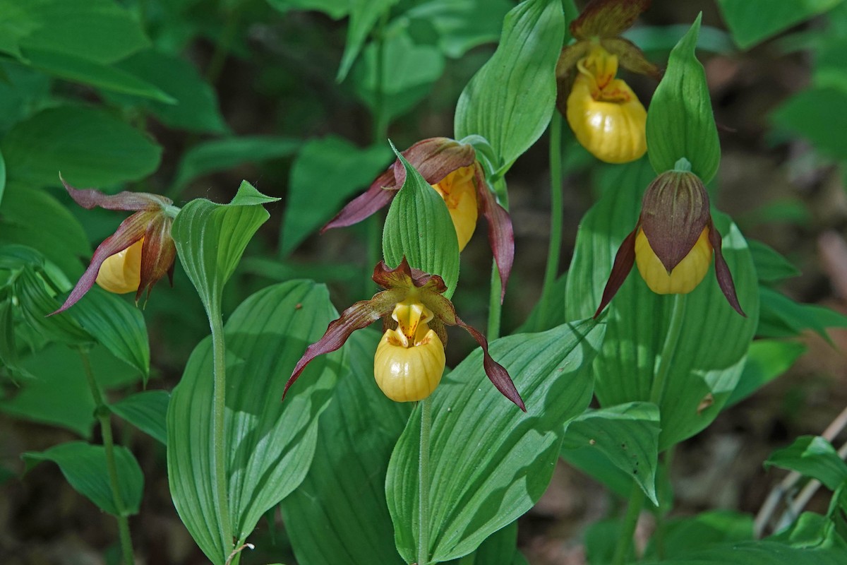 Animals - ML644331460