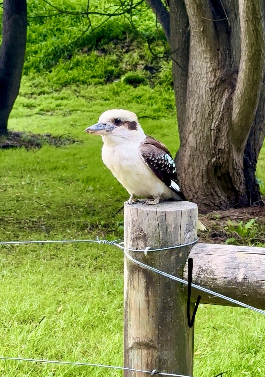 Кукабара велика - ML644331474