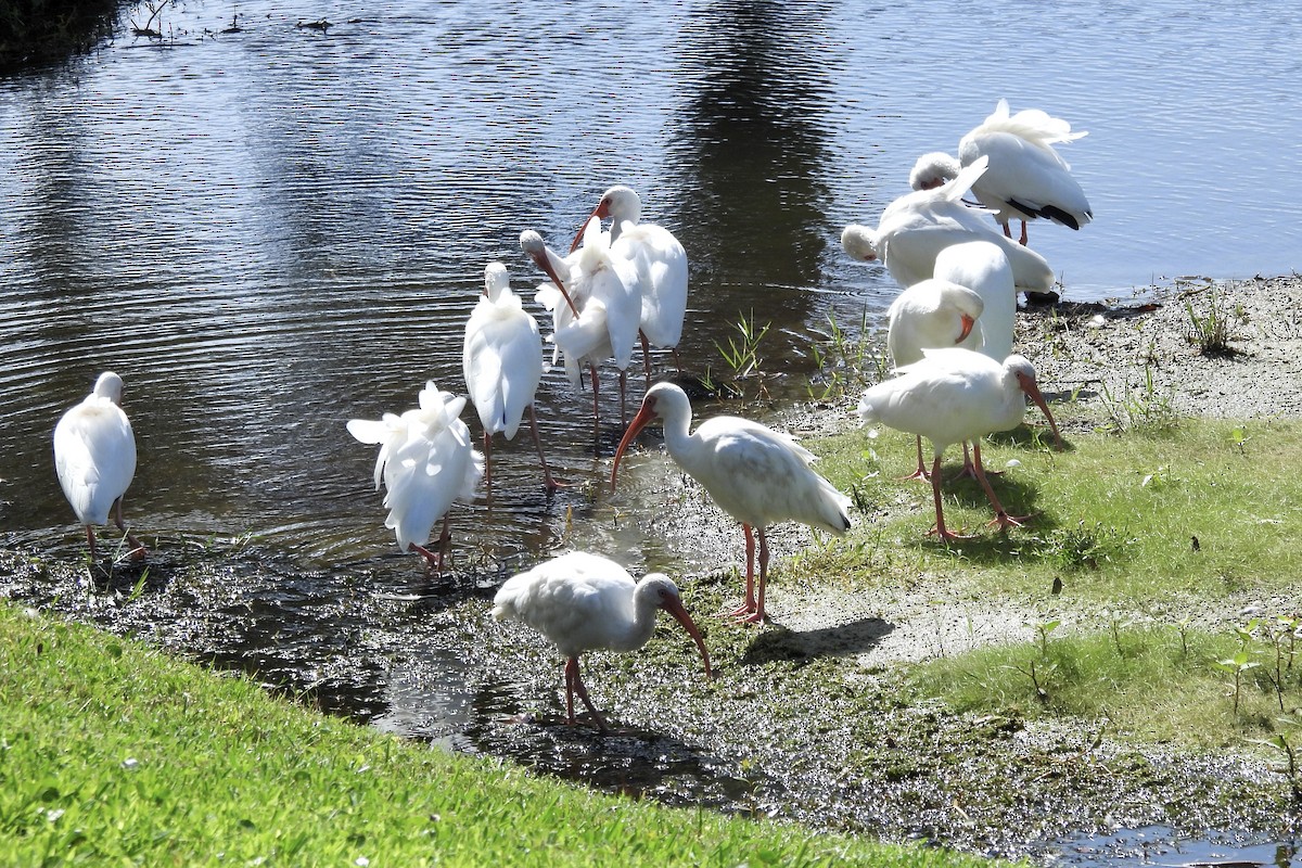 White Ibis - ML644331475