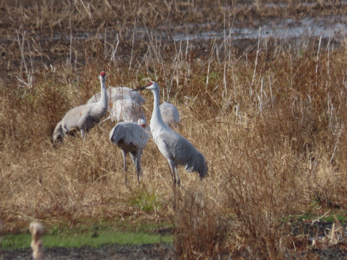 Sandhill Crane - ML644331480