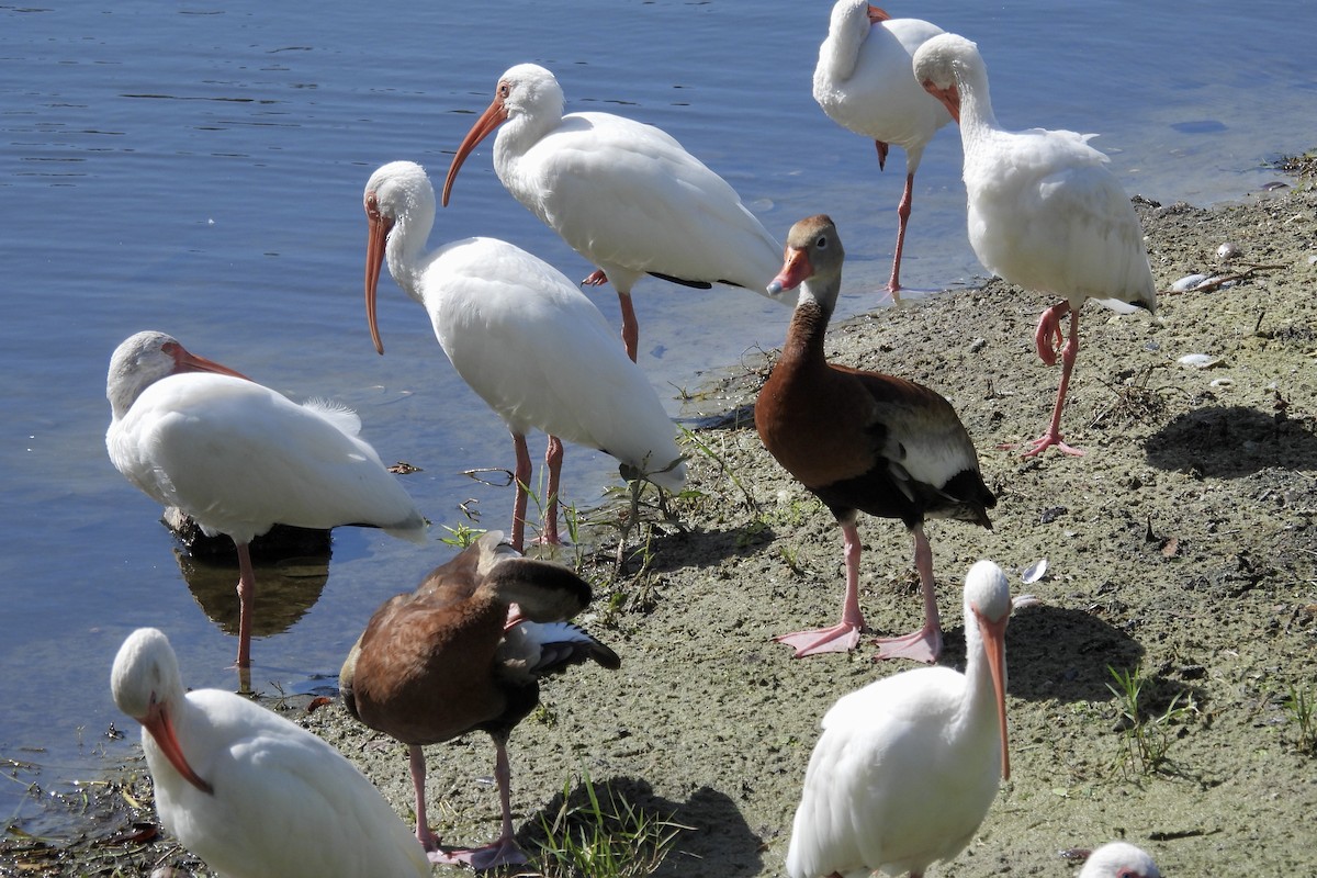 Black-bellied Whistling-Duck - ML644331489