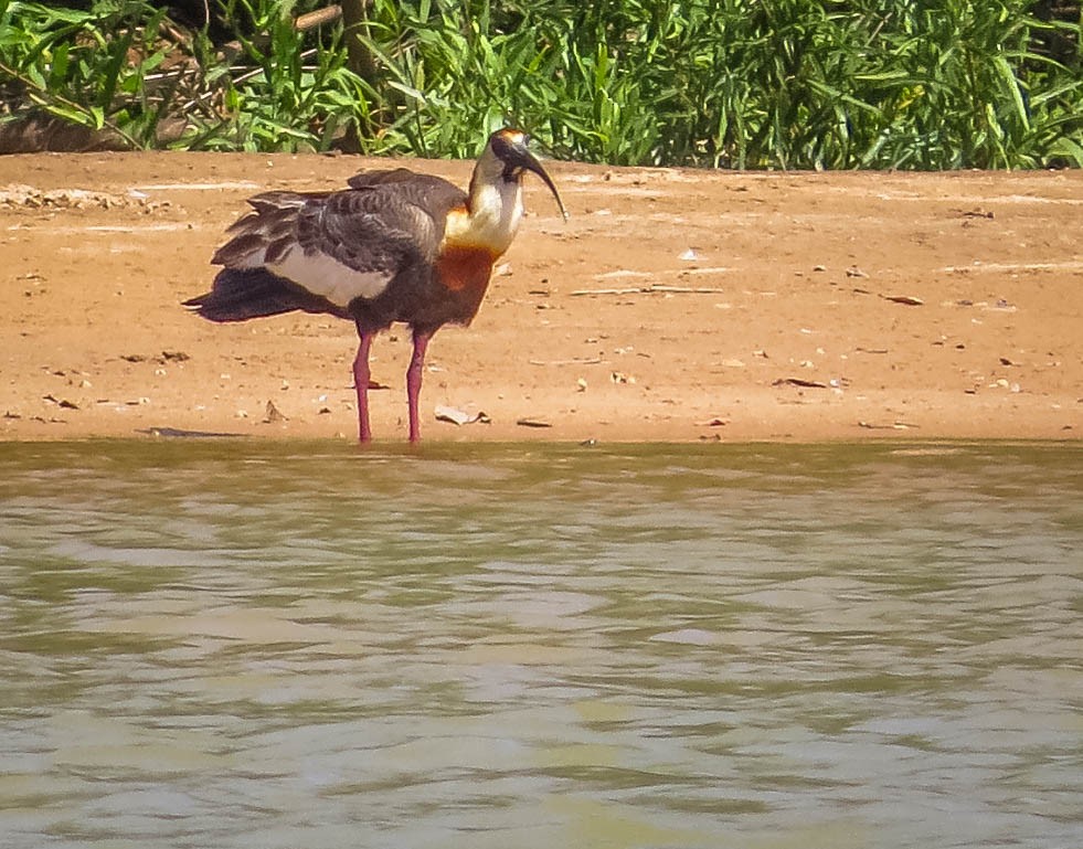 Buff-necked Ibis - ML644331509