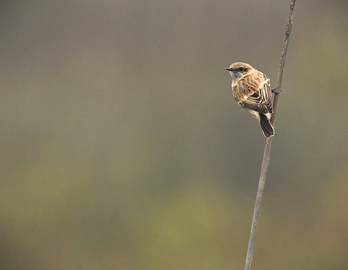 Siberian Stonechat (Caspian) - ML644331519