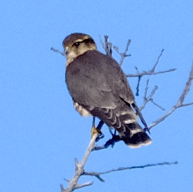 Merlin - ML644331522