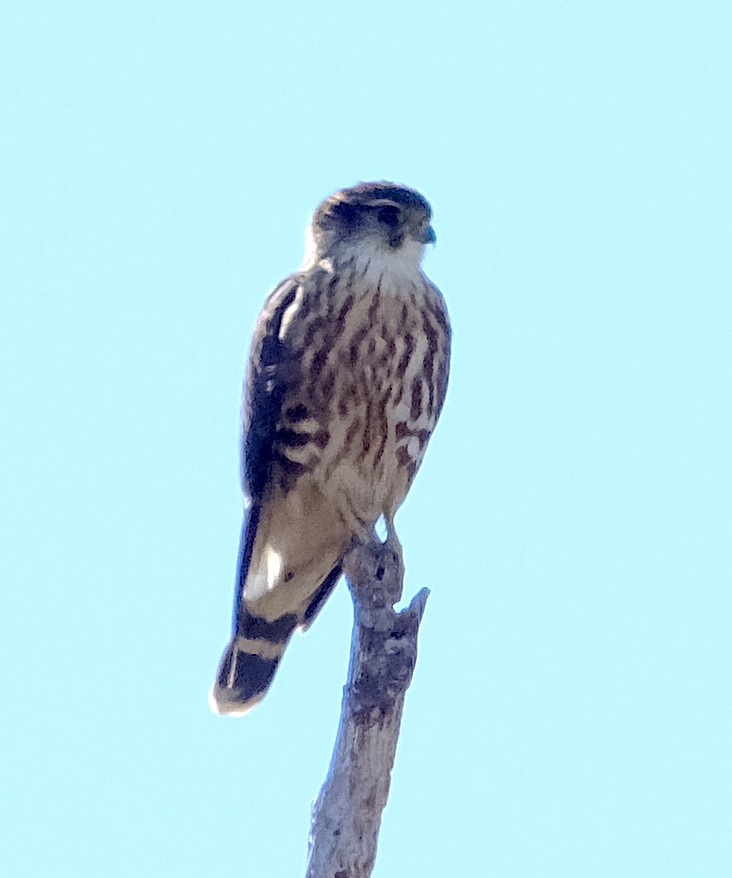 Merlin - ML644331523