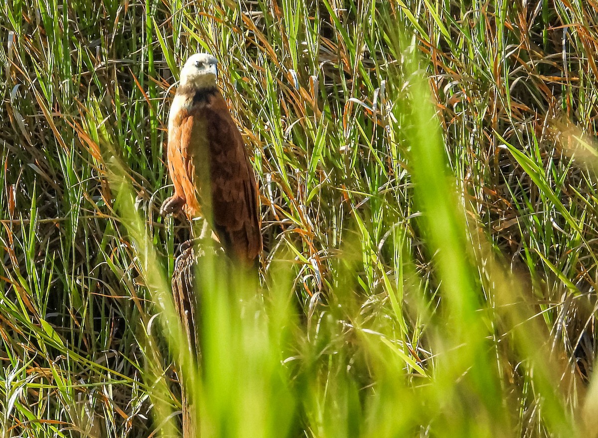 Black-collared Hawk - ML644331527