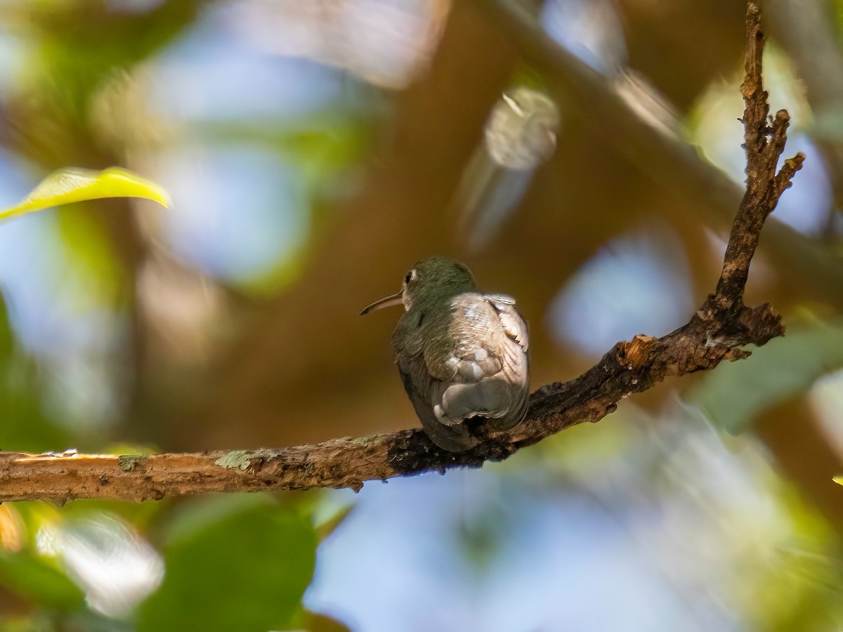 Green-and-white Hummingbird - ML644331528