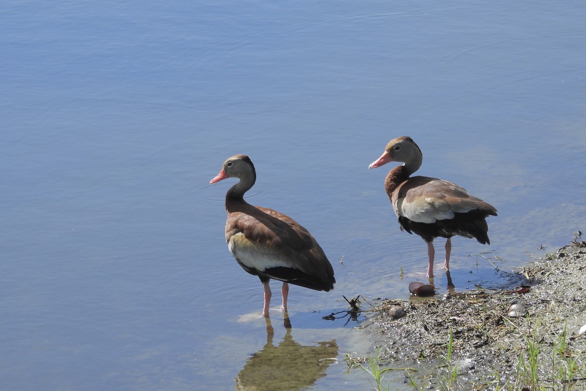 Black-bellied Whistling-Duck - ML644331539