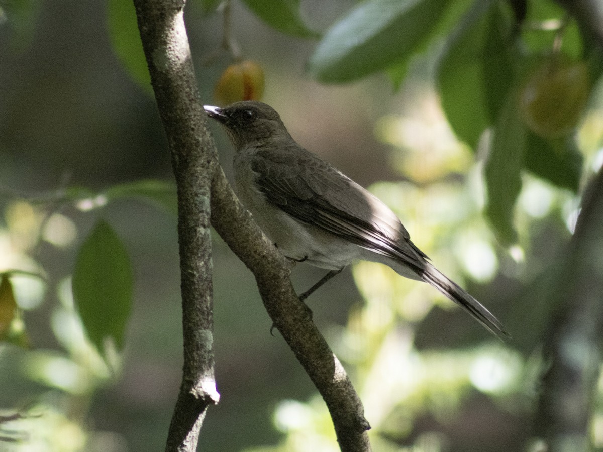 Black-billed Thrush - ML644331541
