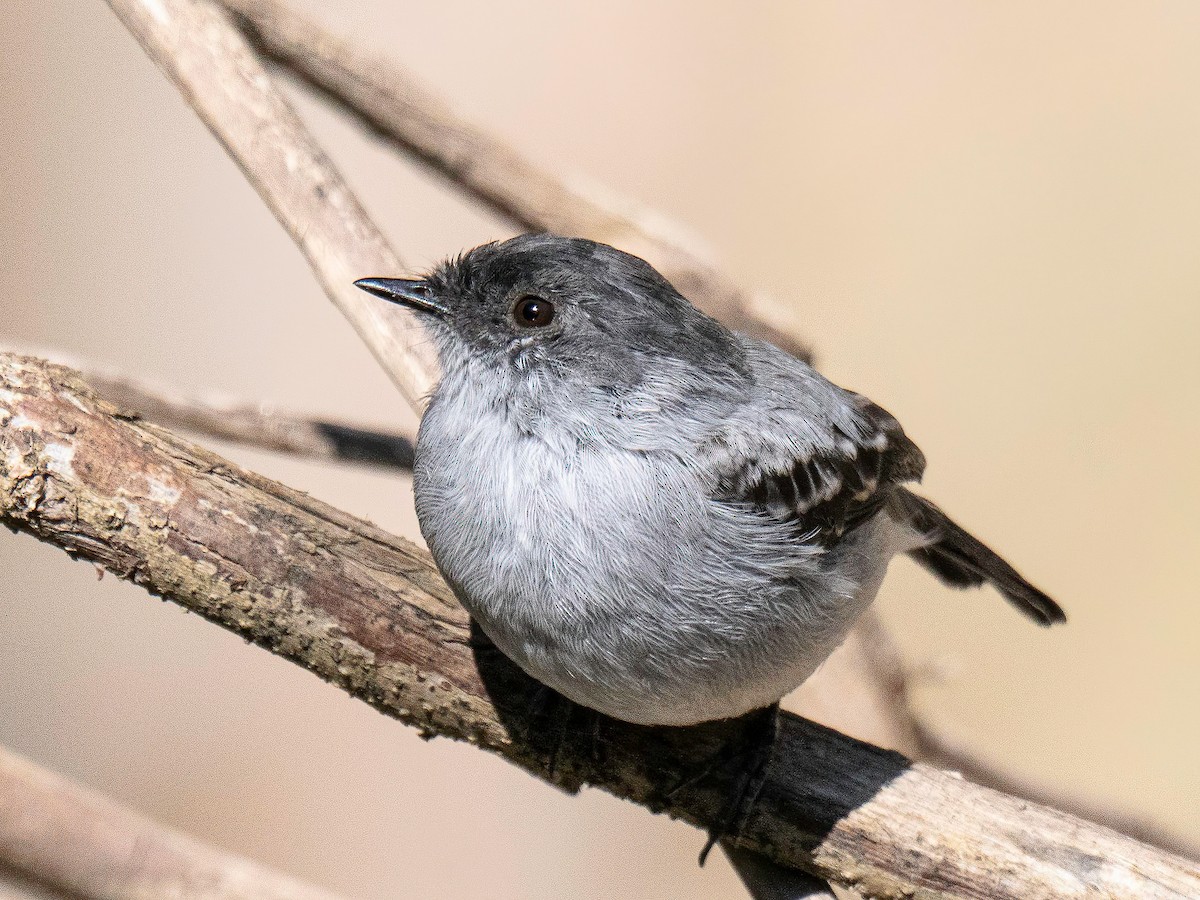 Torrent Tyrannulet - ML644331543