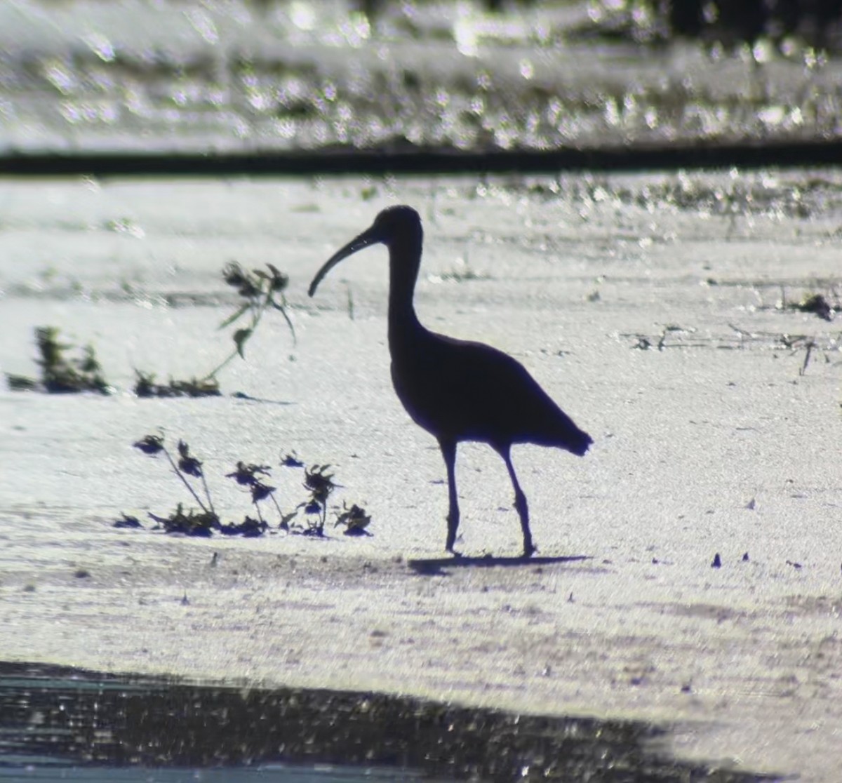 Mignattaio - ML644331548