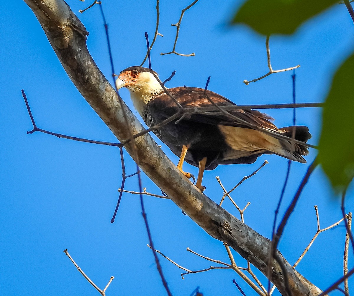 Равнинная каракара - ML644331558