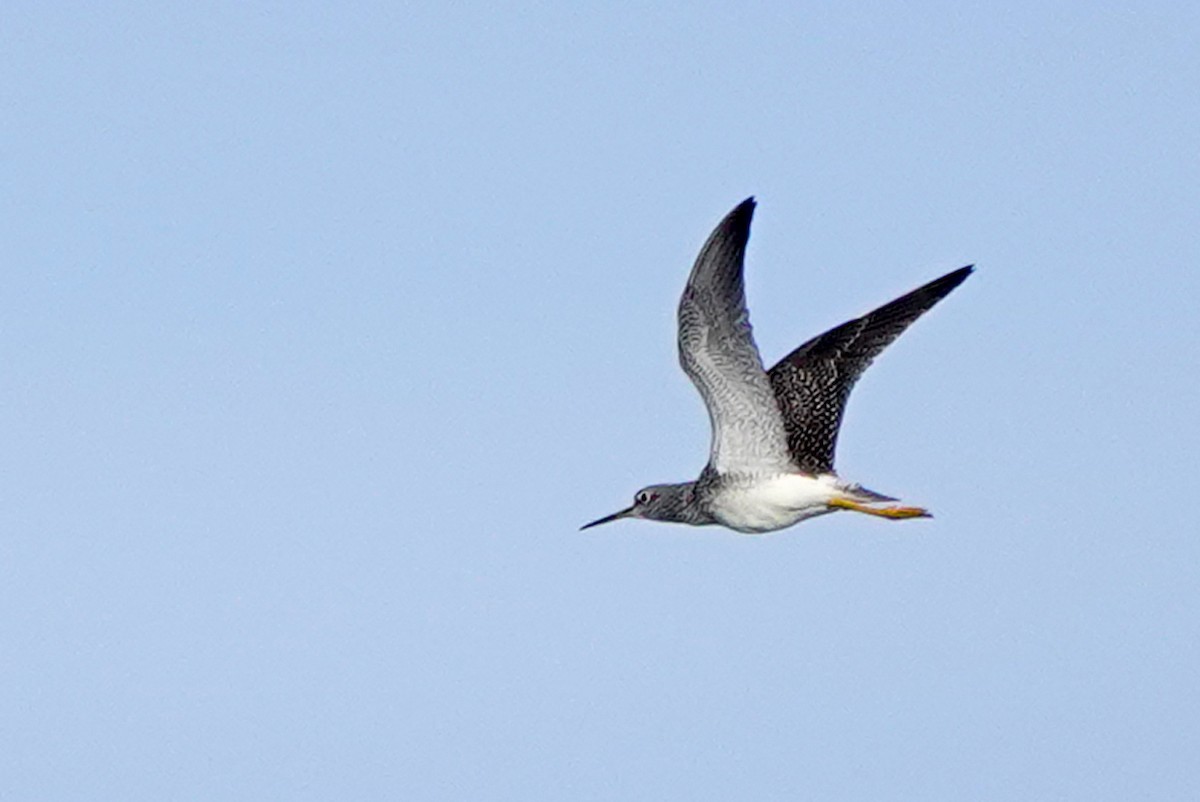 Greater Yellowlegs - Louise Courtemanche 🦅
