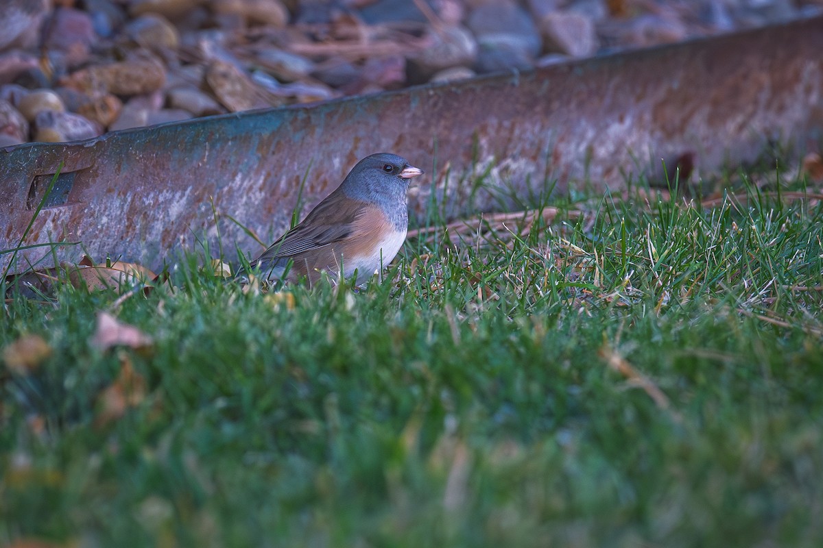 Dark-eyed Junco (Pink-sided) - ML644331578