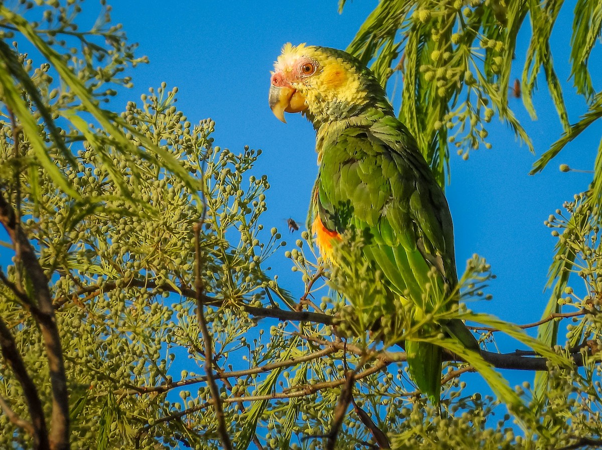 solpapegøye - ML644331579