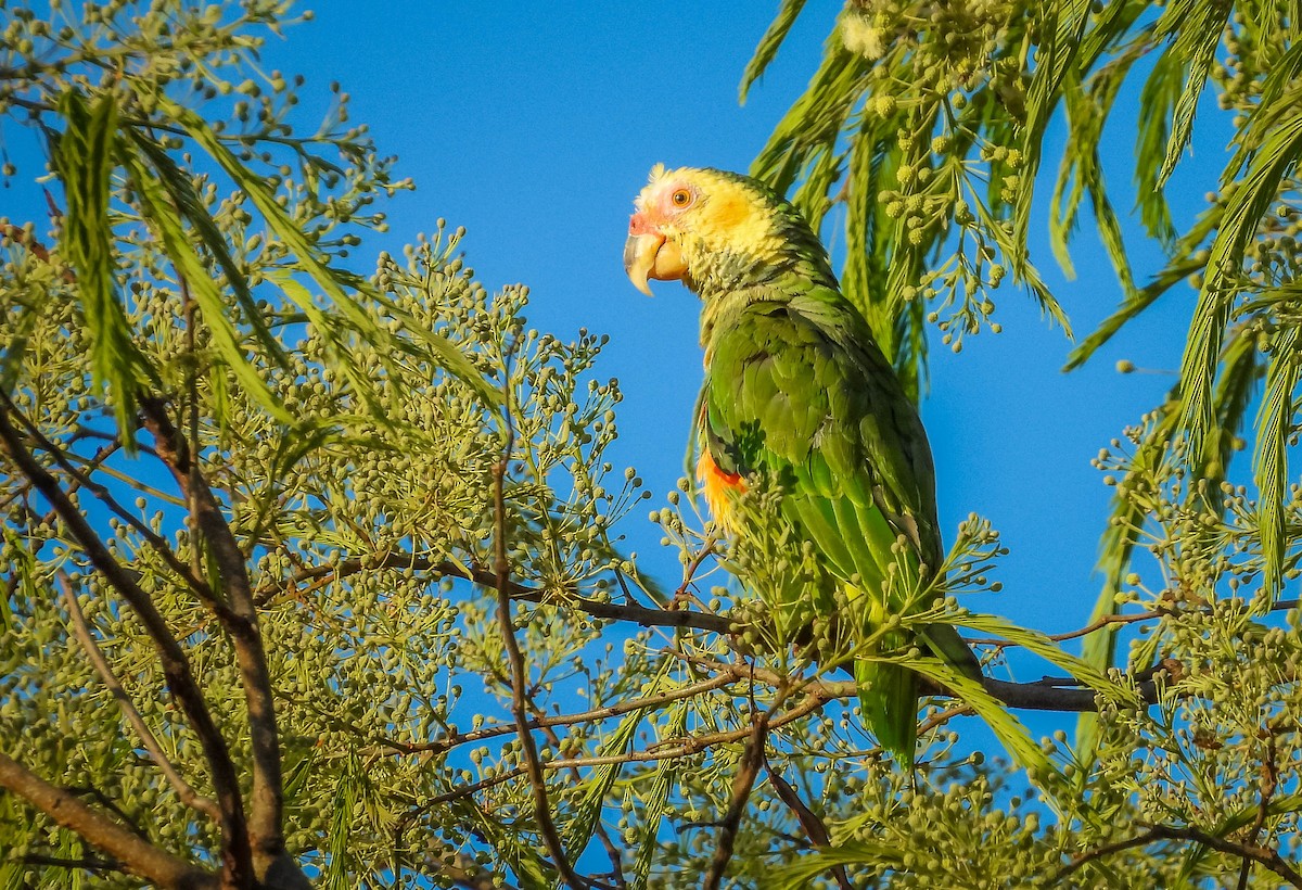 solpapegøye - ML644331580