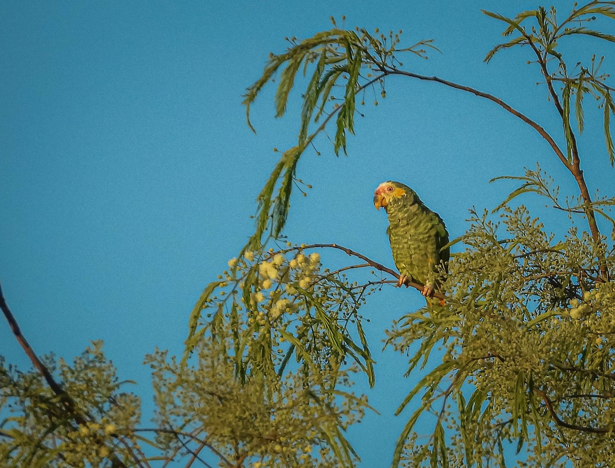 solpapegøye - ML644331581