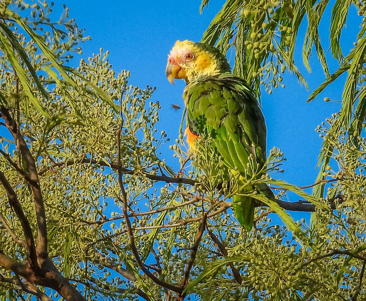 solpapegøye - ML644331582