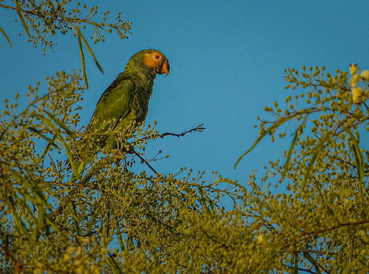 solpapegøye - ML644331583