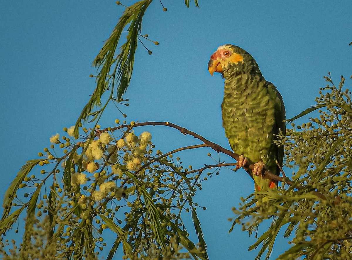 solpapegøye - ML644331584