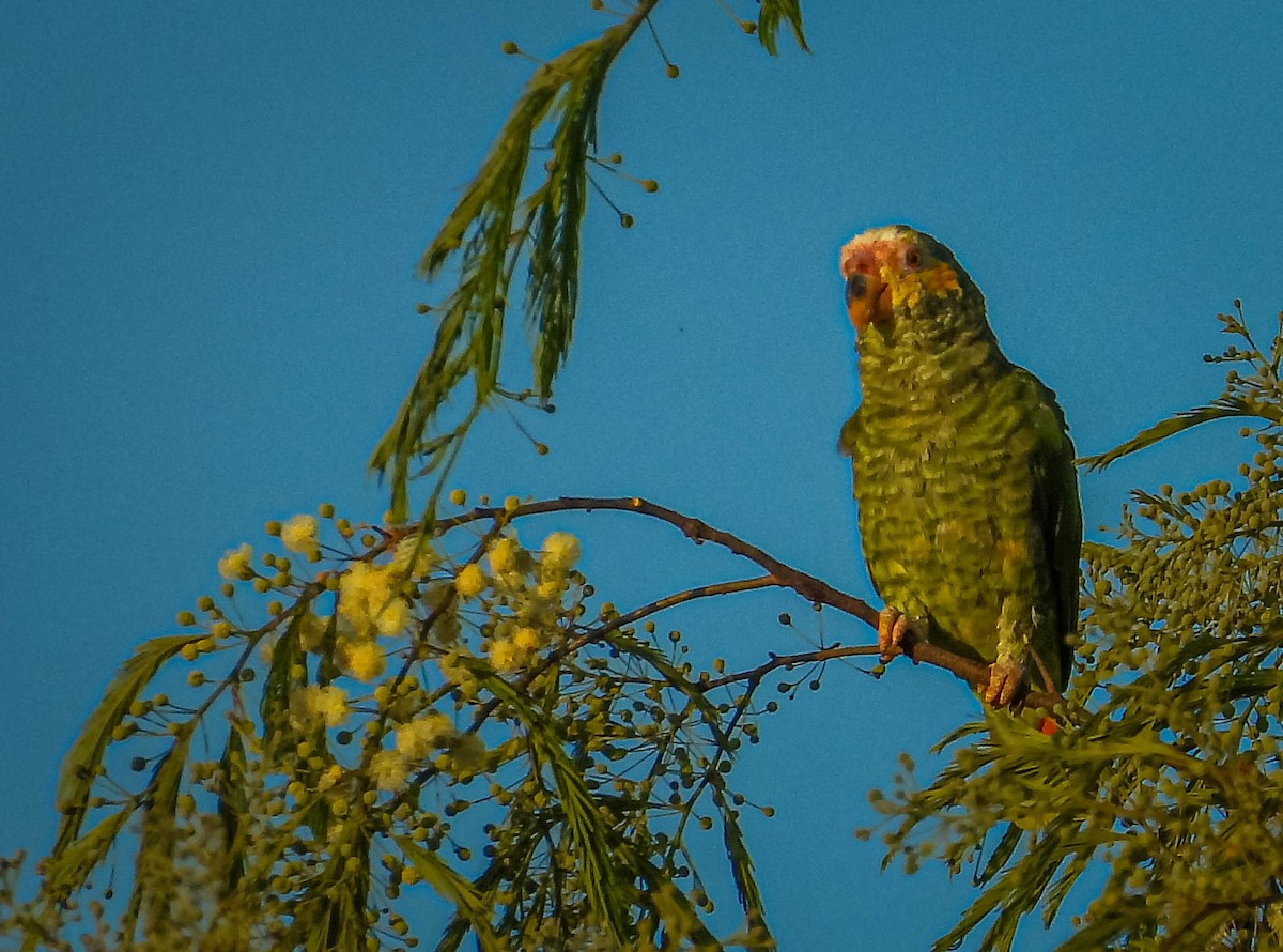 solpapegøye - ML644331585