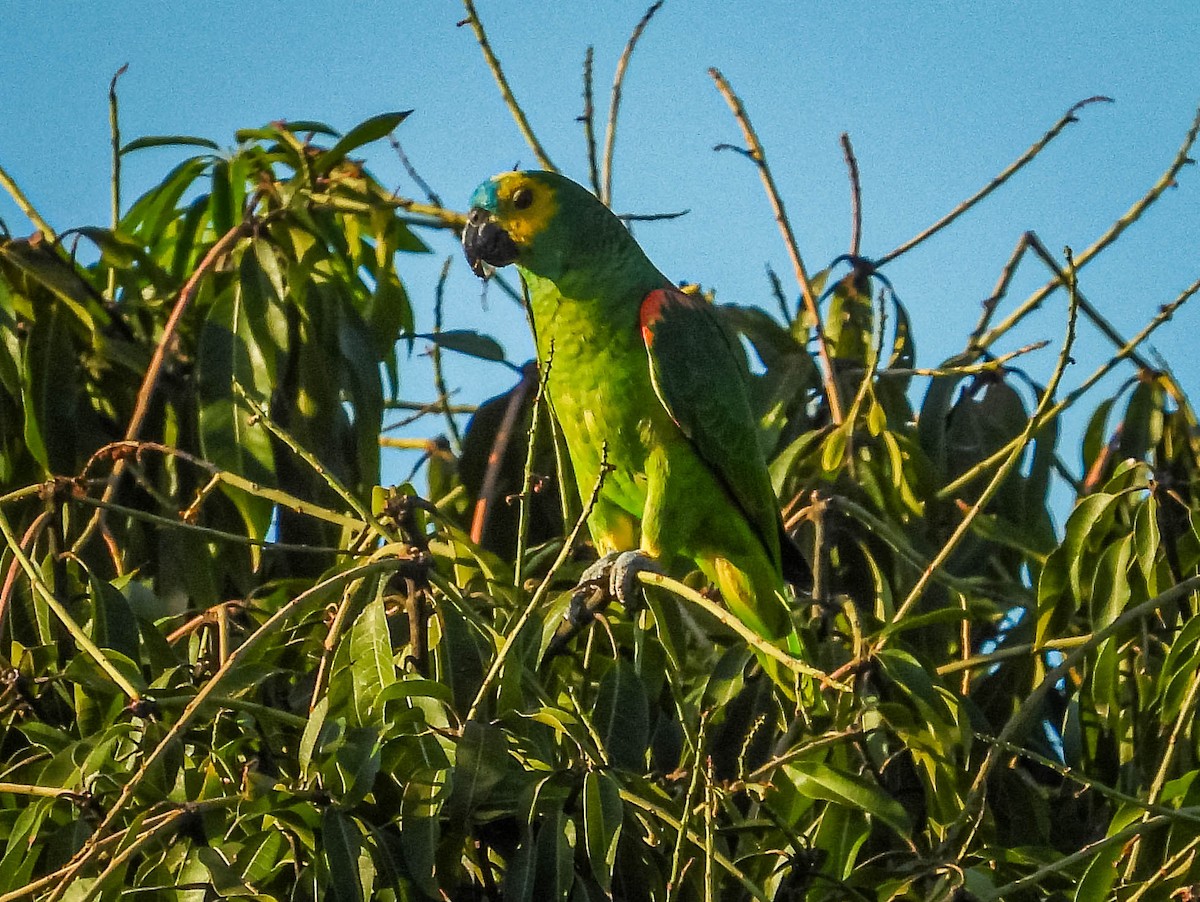 amazoňan modročelý - ML644331596