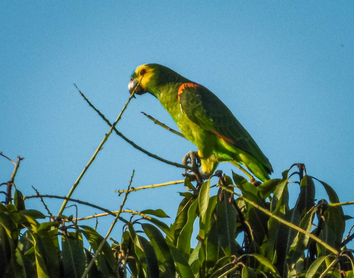amazoňan modročelý - ML644331597