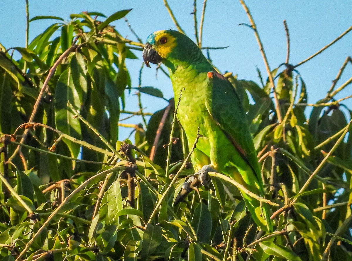 amazoňan modročelý - ML644331598